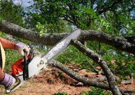 Best Tree Disease Treatment  in Glasgow Village, MO